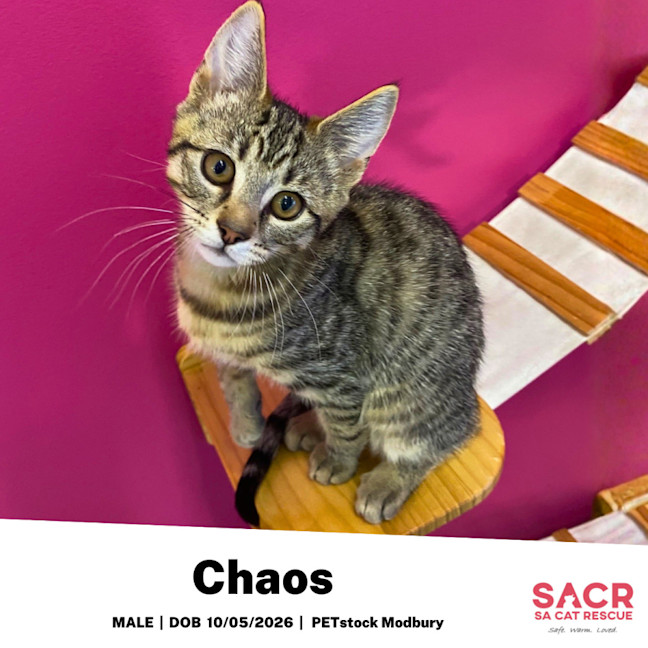 Photo of Chaos