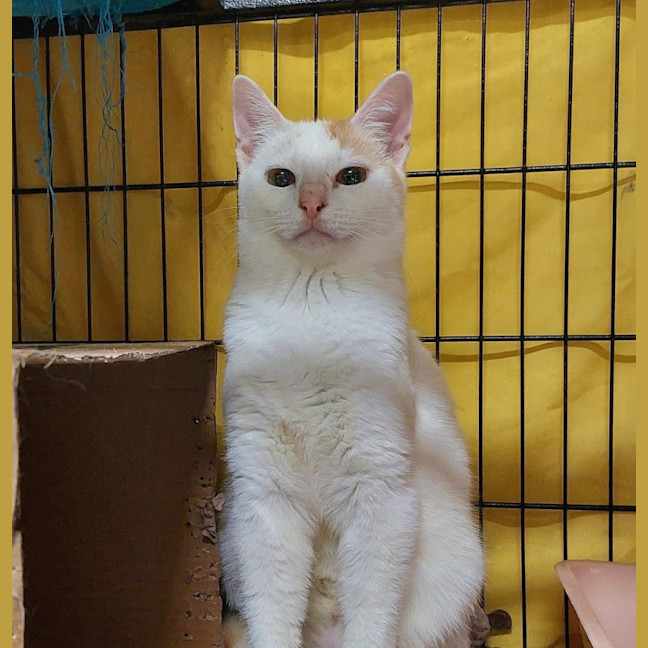 Photo of Chester