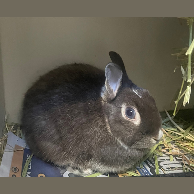 Photo of Hetty 
