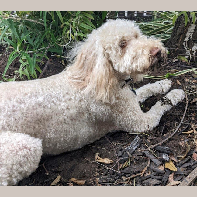 Photo of Gnocchi Russelton