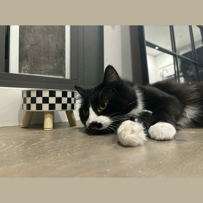 Photo of Bueno