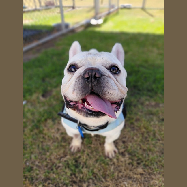 Photo of Rocky