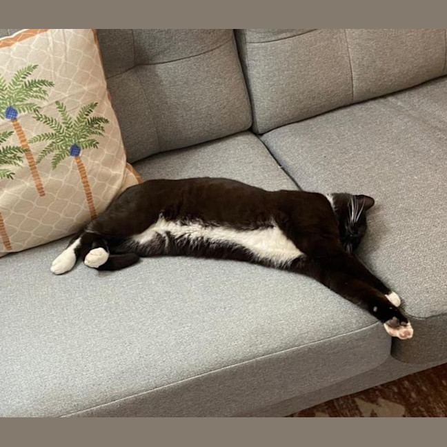 Photo of Midnight