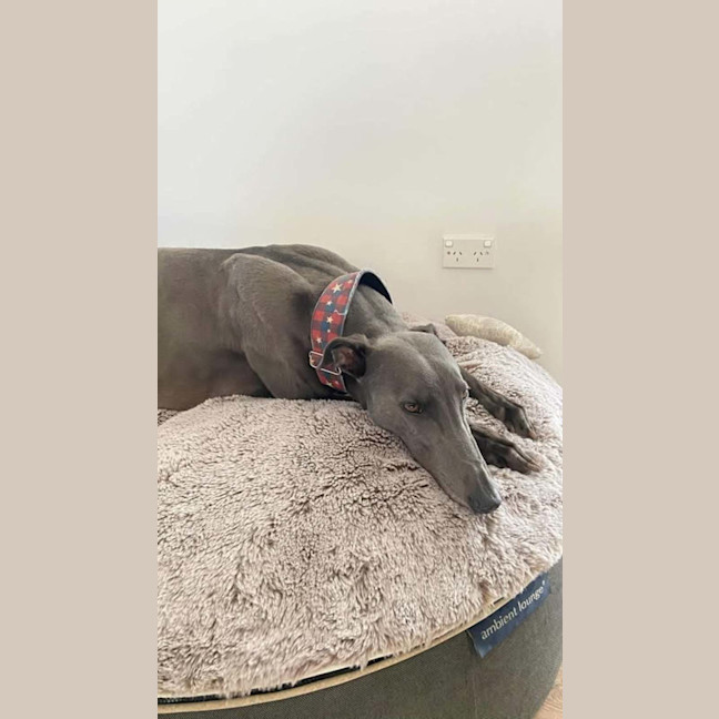 Photo of Appy, The Rescue Greyhound