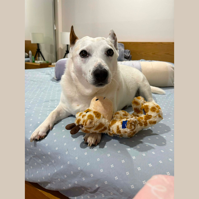Photo of Speedy