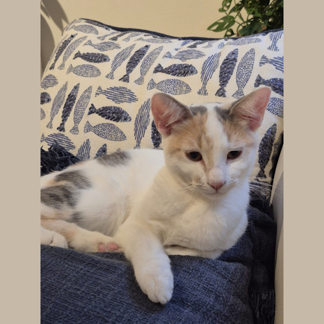 Photo of Nala And Zazu