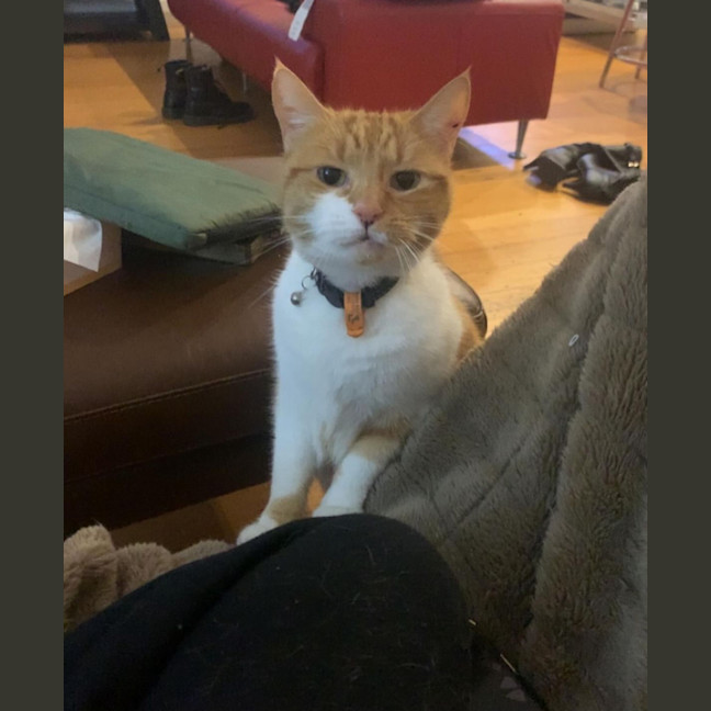 Ginger Female Domestic Short Hair (DSH) Cat in VIC PetRescue