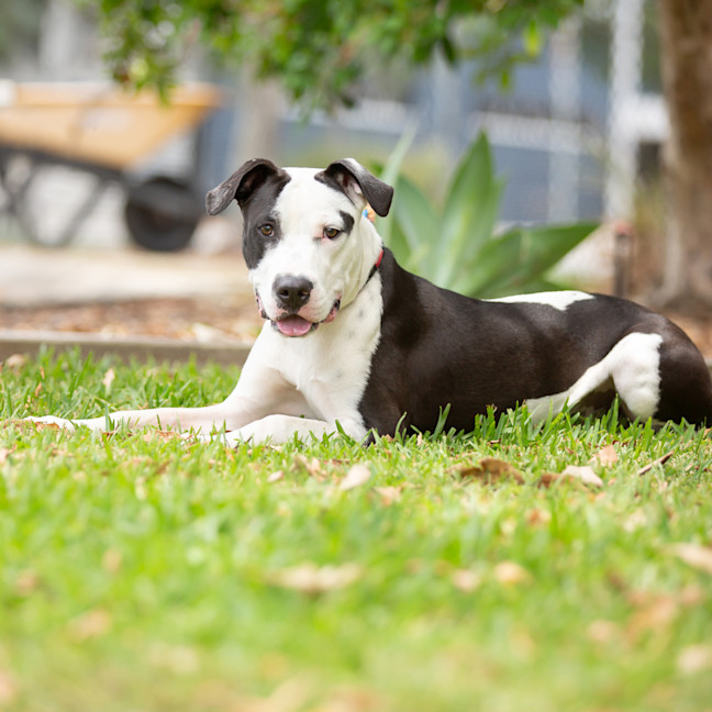 Photo of Snoopy