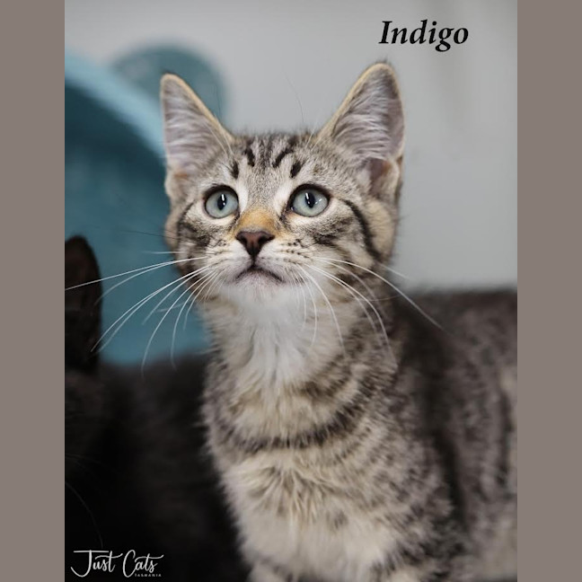 Photo of Indigo