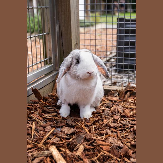 Photo of Harry Hopper