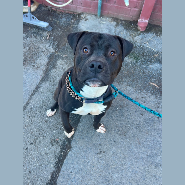 Photo of Buddy