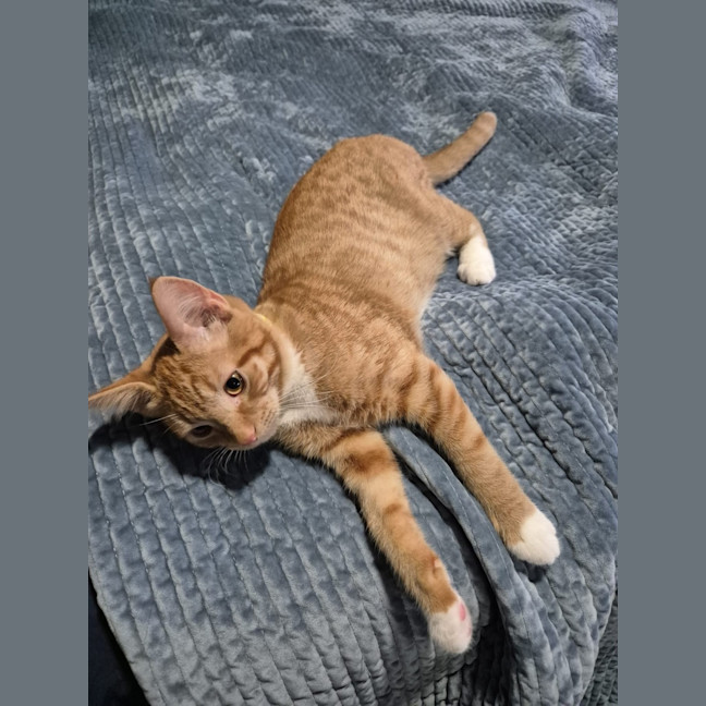 Photo of Ziwi 