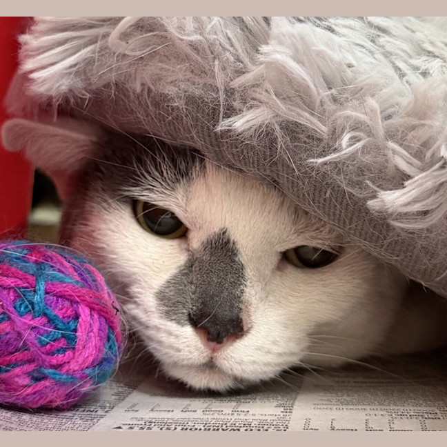 Photo of Pepper