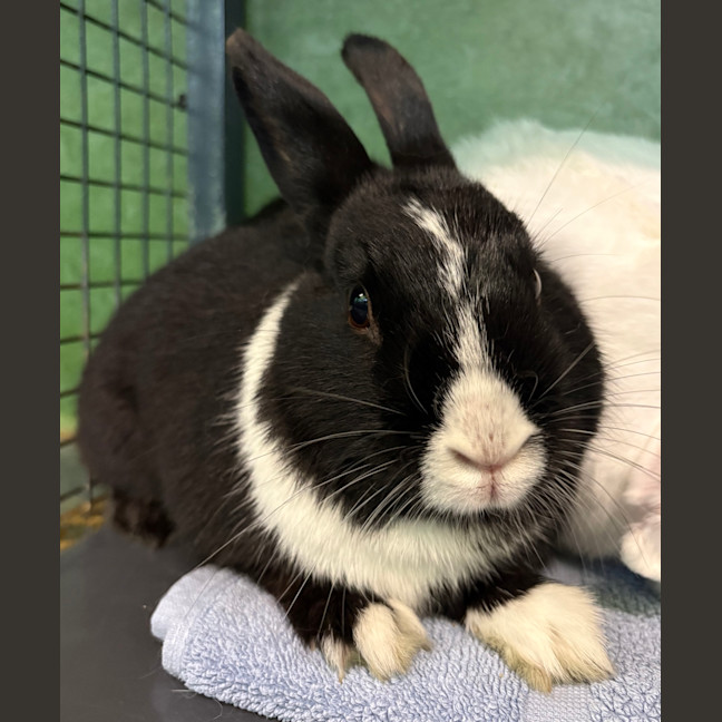 Photo of Star (Bonded To Pop)