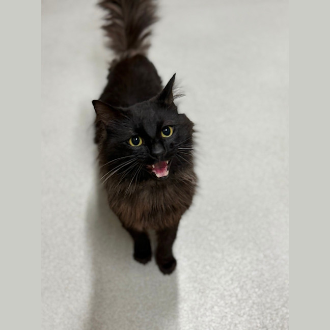 Photo of 🍝 Merlin 6510 🍝