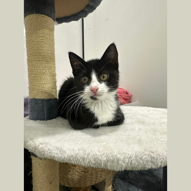 Photo of Sox