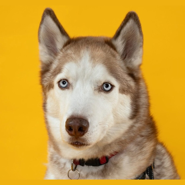 Photo of Milo
