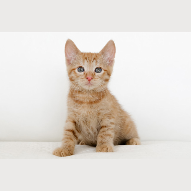 Photo of Rupert