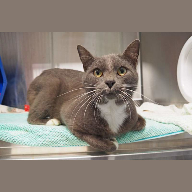 Photo of Smokey