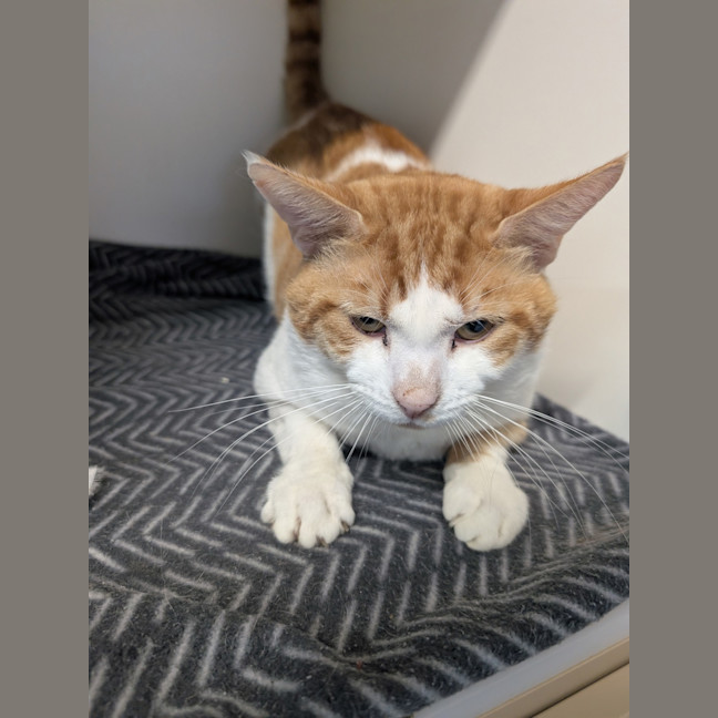 Photo of Houdini 
