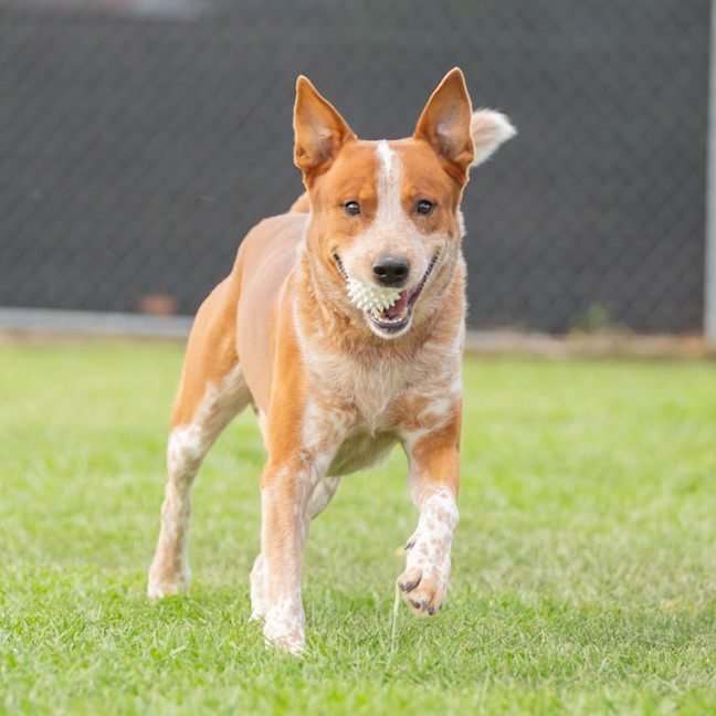 Photo of Rusty