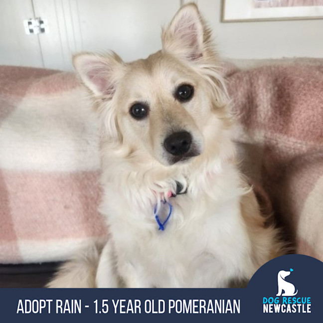 Photo of Rain   1.5 Year Old Pomeranian
