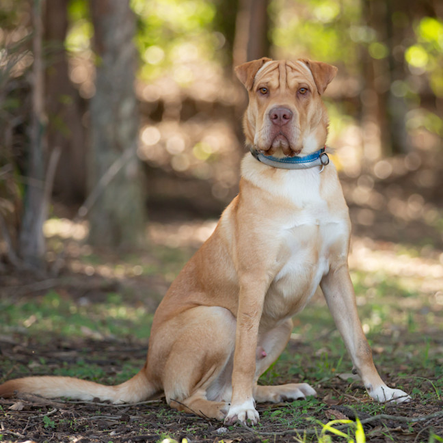 Photo of Angus