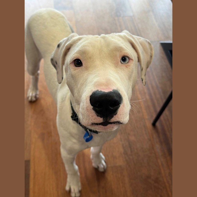 Photo of Mack *$350 Adoption Fee*
