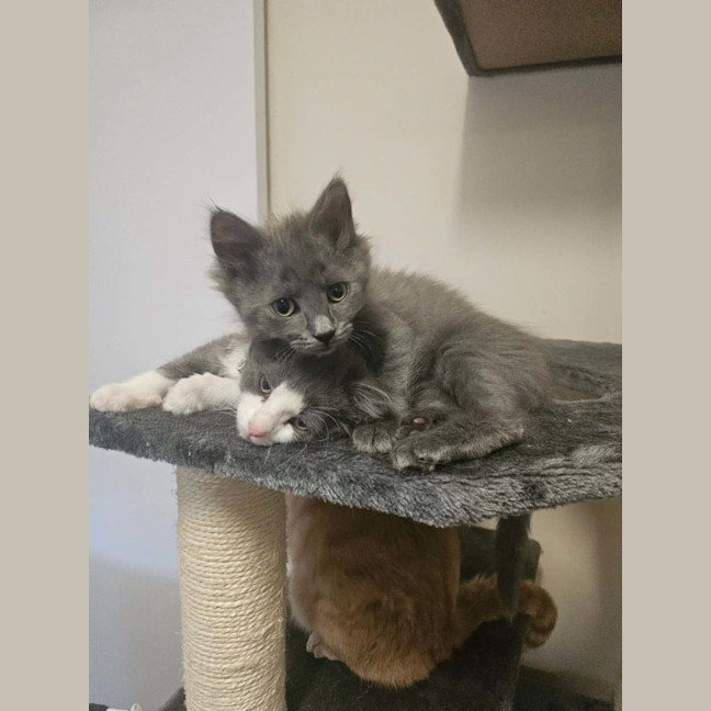 Photo of Mushi (Grey)