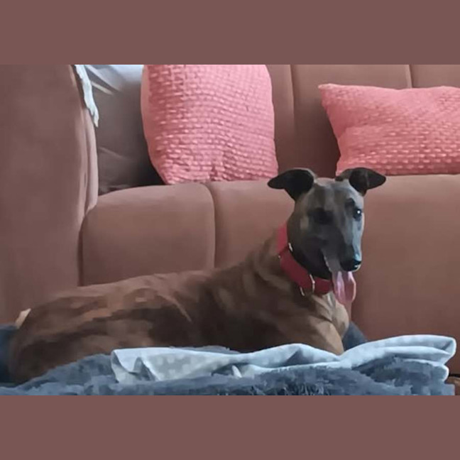 Photo of Dusty, The Greyhound