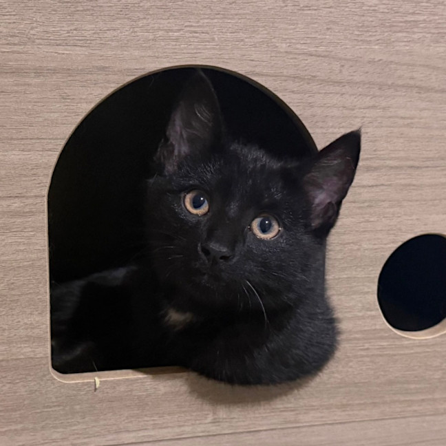 Photo of Banksy 🎨