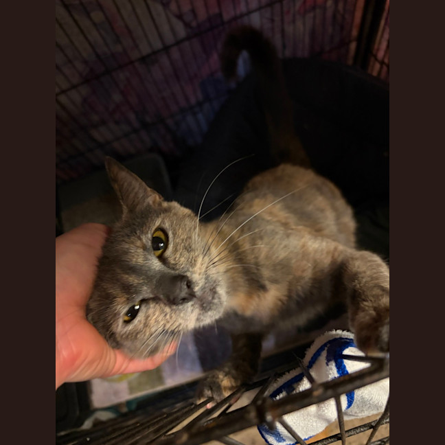 Photo of Mc Muffin