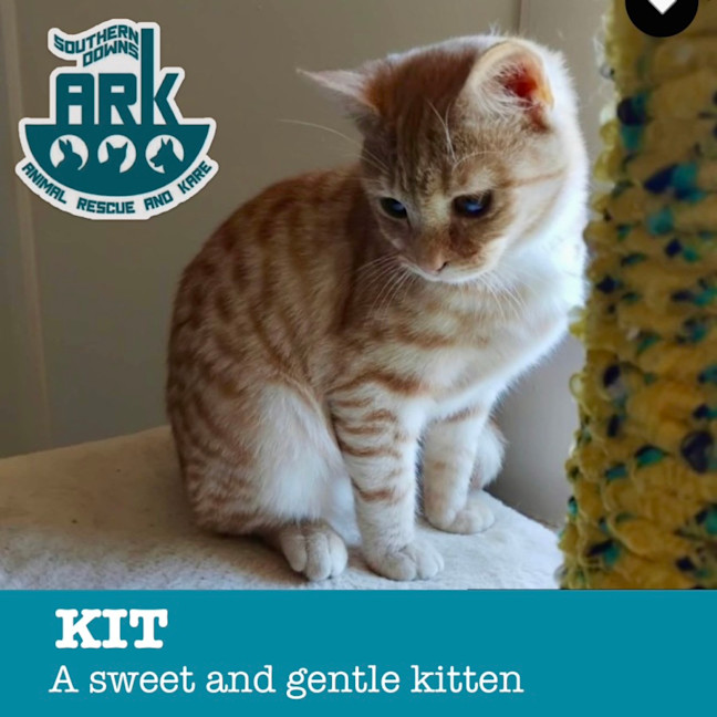 Photo of Kit