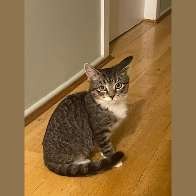 Photo of Mouse