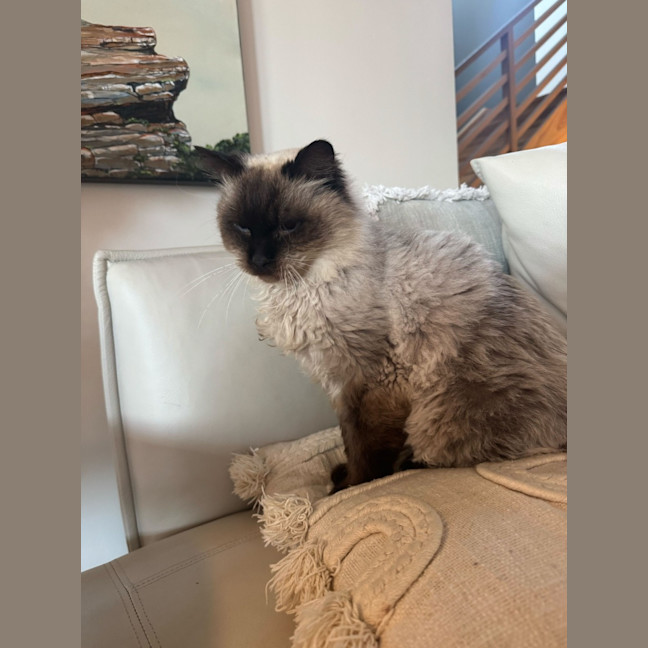 Photo of Elvis Presley