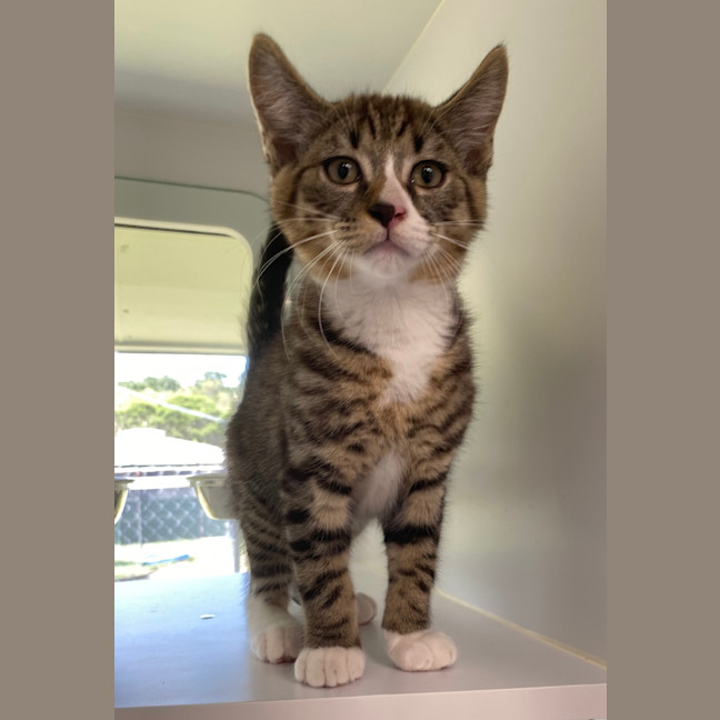 Photo of Humphrey