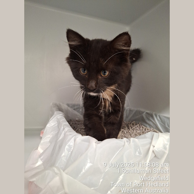 Photo of Honesty Black