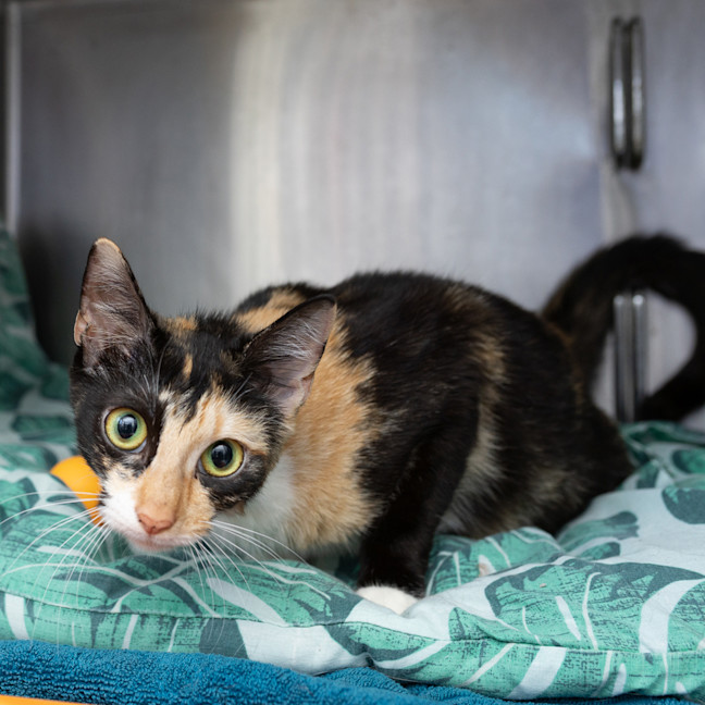 Photo of Callie