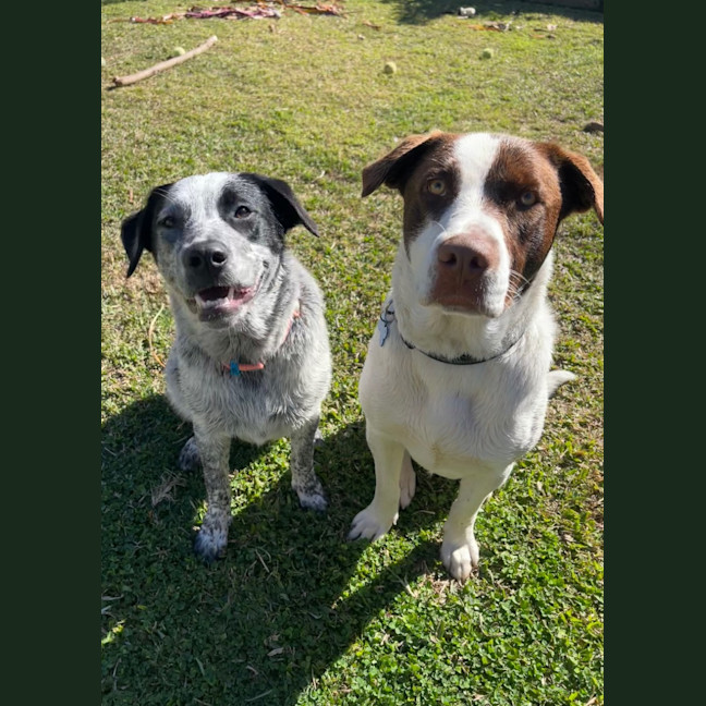 Photo of Fredrik *$250 Adoption Fee*