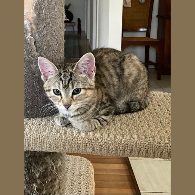 Photo of Tibby