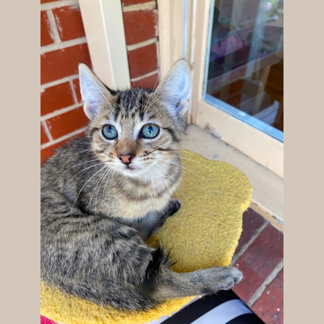 Photo of Gadget