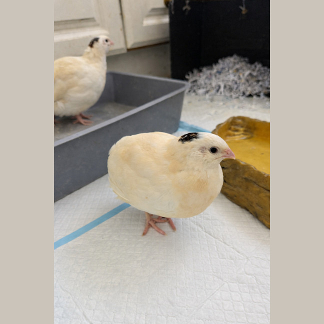 Photo of Edamame, Chickpea & Butterbeans