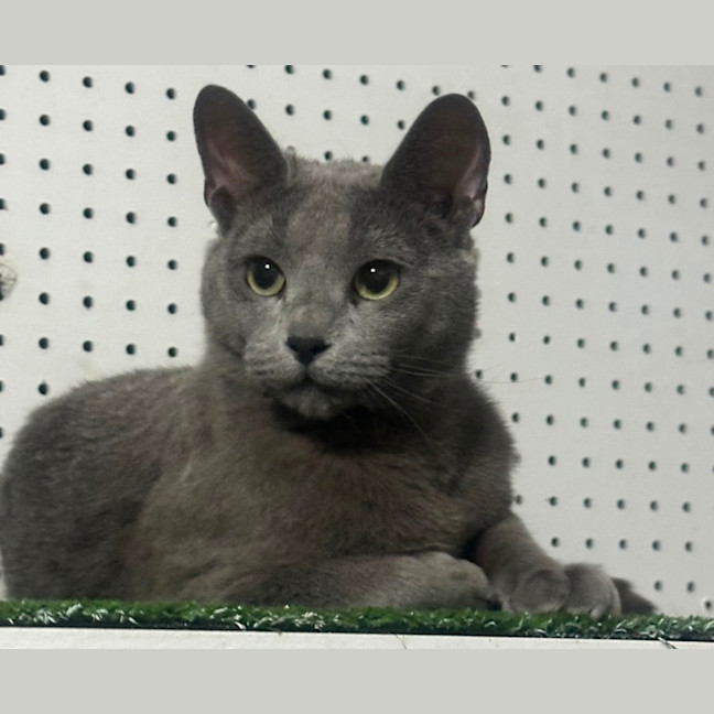 Photo of Sterling 😻🧵🧶