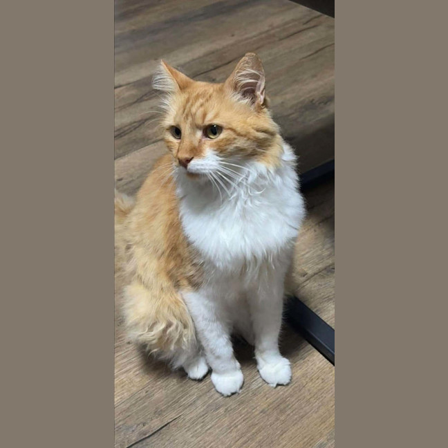 Photo of Chester 