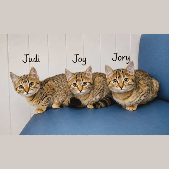 Photo of Judi (On Display At Vets On Parker, Templestowe)