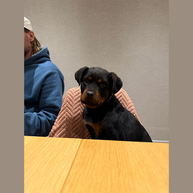 Photo of Enzo (Was Baloo)