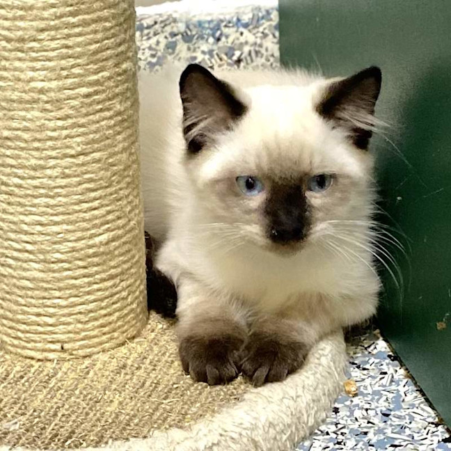 Photo of Remy