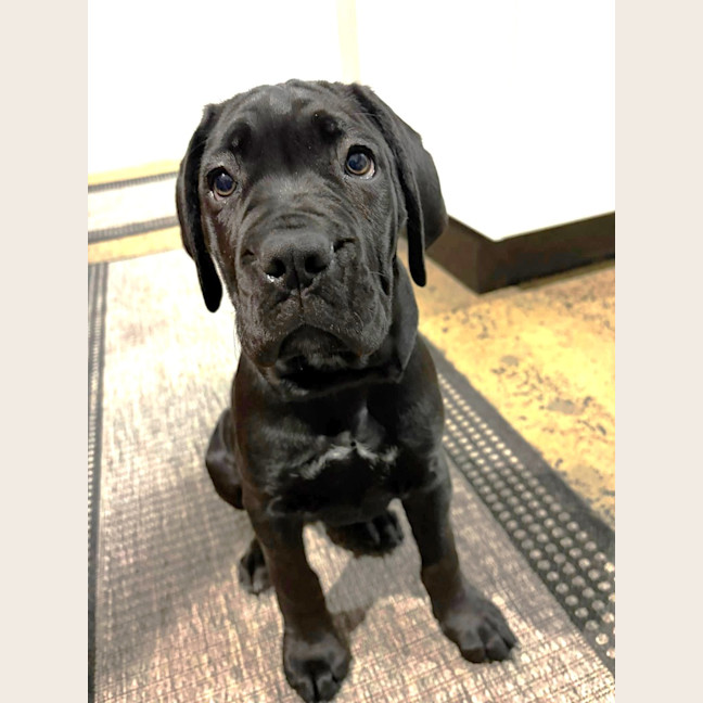 Photo of Shadow
