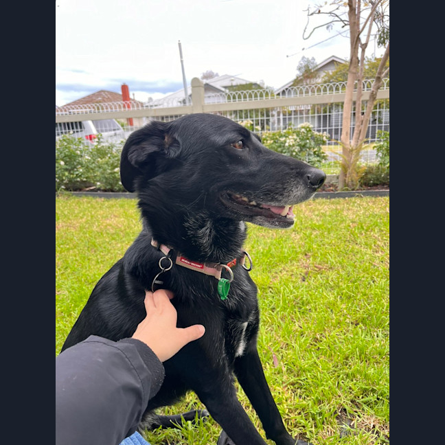 Photo of Maisie