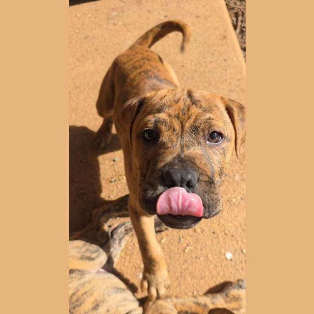 Photo of Dingo
